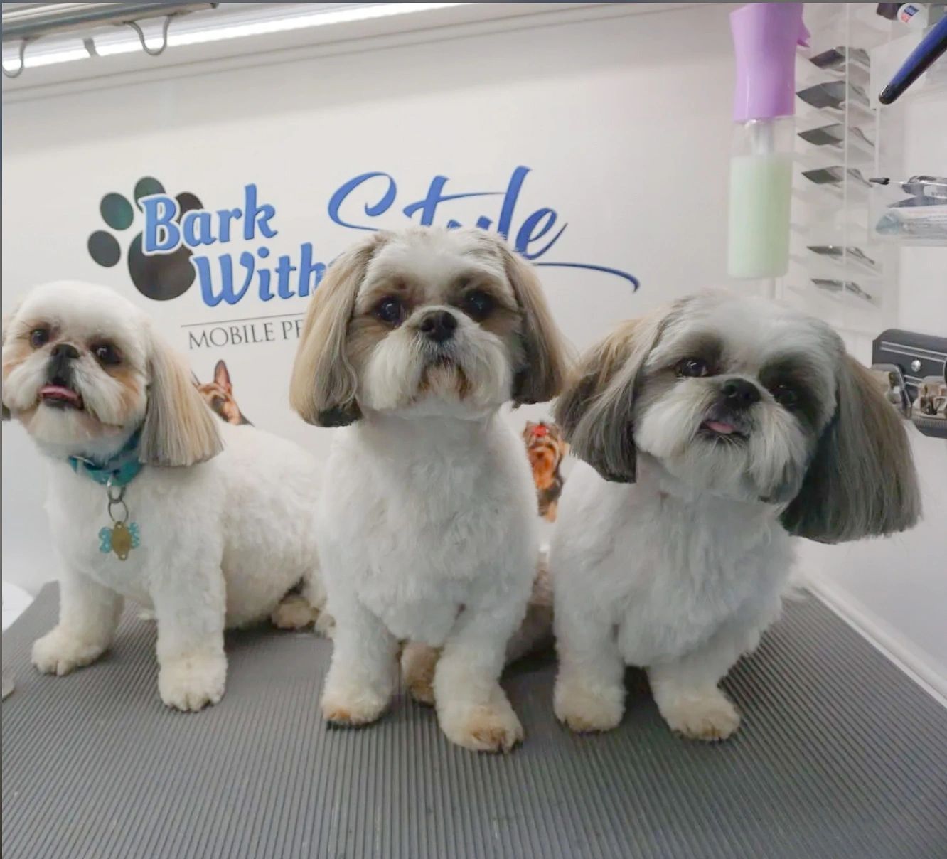 NJ Mobile Pet Groomer Services and Pricing, Our Mobile Grooming Van